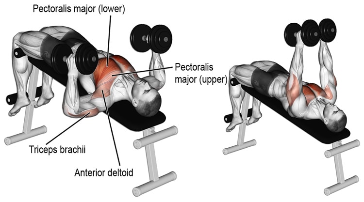 Dumbbell Bench Press Exercise