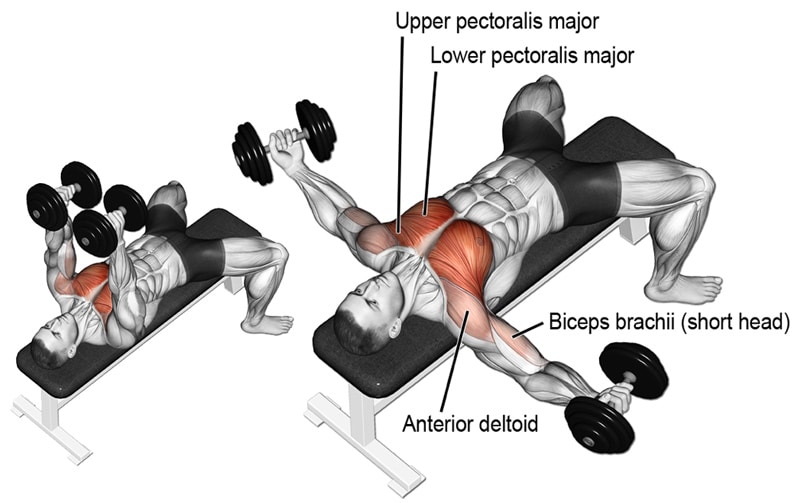 Dumbbell Flys