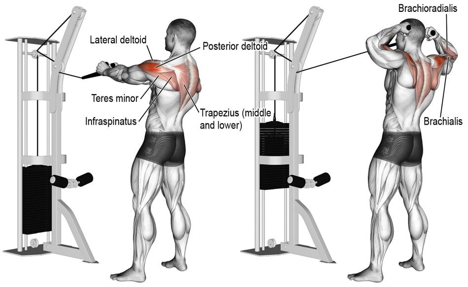 Face Pull Exercise Muscles Worked Details
