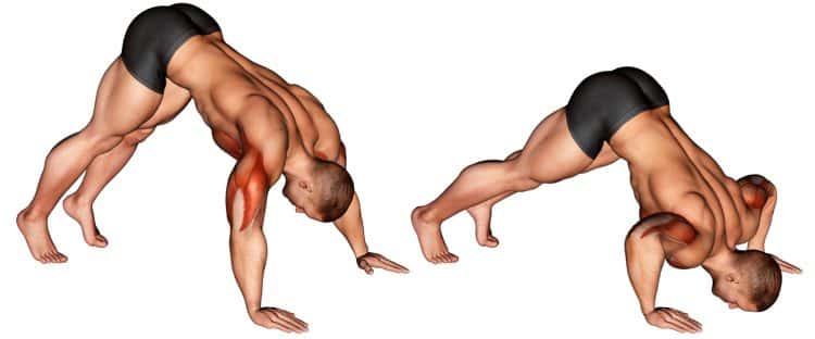 Pike Push Up Muscles Worked